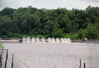Kiên Giang: Phát triển nuôi tôm theo hướng sản xuất hàng hóa