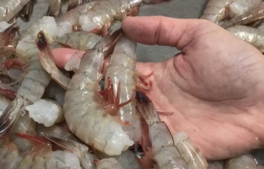 Mexico gỡ bỏ lệnh cấm nhập khẩu tôm Honduras