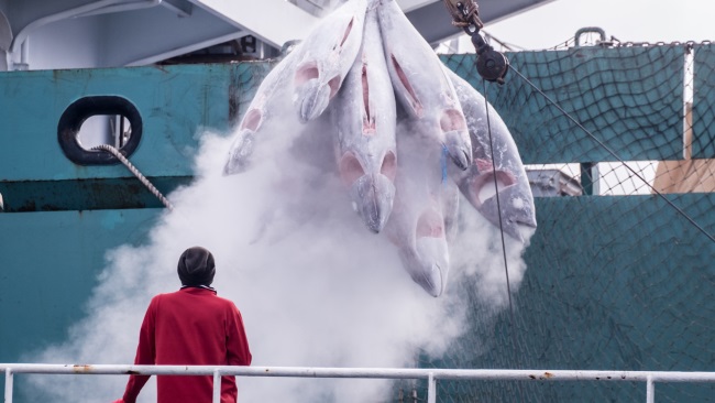 Kiểm soát tốt hơn giúp ngăn chặn thủy sản bất hợp pháp