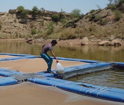 Pakistan: ‘Cách mạng xanh’ nhằm đẩy mạnh sản xuất thủy sản