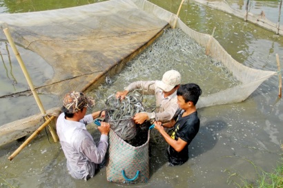 Thương lái ngưng thu mua cá kèo