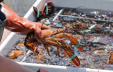 Trung Quốc trở thành thị trường xuất khẩu tôm hùm hàng đầu của Canada