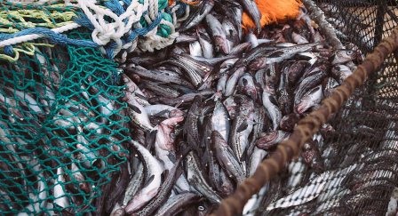 Giá cá minh thái bỏ đầu rút ruột (H&G) của Nga tăng khi cảng Thanh Đảo đóng cửa