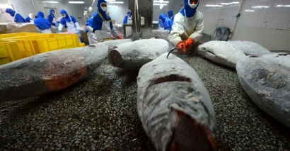 Xuất khẩu thăn/philê cá ngừ hấp chín của Trung Quốc tăng