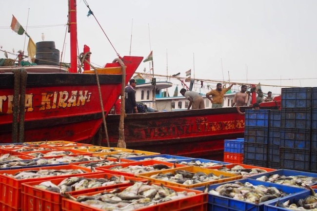 Ấn Độ công bố kế hoạch tài chính hỗ trợ ngành thủy sản