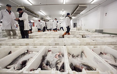 Anh xuất khẩu hơn 70% giá trị thủy sản sang EU