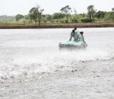 Sản xuất cá tra tháng 1/2016 vẫn chưa có dấu hiệu tích cực