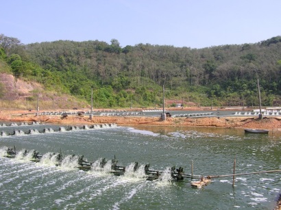 Giá tôm Ấn Độ, Thái Lan giảm mạnh