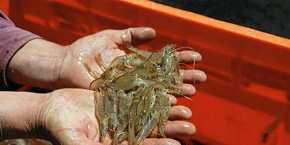 Peru cấm nhập khẩu tôm từ các nước có dịch EMS