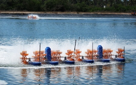 Dự báo xuất khẩu tôm Việt Nam thuận lợi hơn trong năm 2020