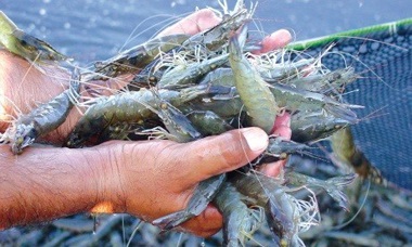 Tôm Ấn Độ: Dự báo xuất khẩu lên 7 tỷ USD năm 2022