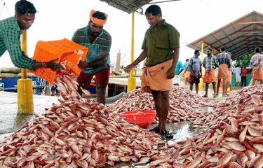 Ấn Độ: Xuất khẩu thủy sản đạt kỷ lục mới với 7 tỷ USD