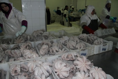 Morocco: Sản lượng bạch tuộc giảm đẩy giá tăng