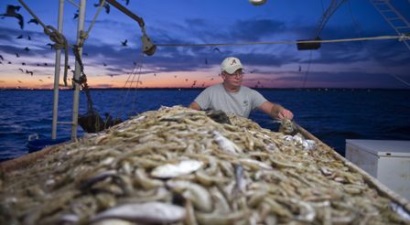 Vịnh Mexico (Mỹ): Sản lượng khai thác tôm thấp kỷ lục trong tháng 10/2018