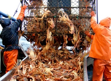 Tổng sản lượng được phép khai thác cua tuyết Alaska tăng