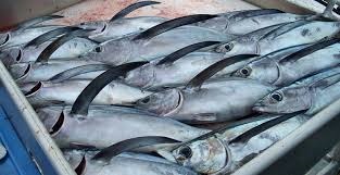 Tây Ban Nha: Nguồn cung cá ngừ albacore giảm