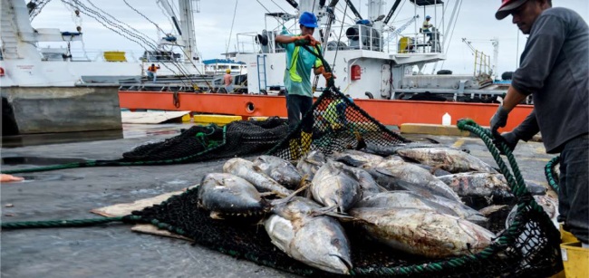 Ngành cá ngừ Ecuador khủng hoảng do giảm trợ cấp nhiên liệu 