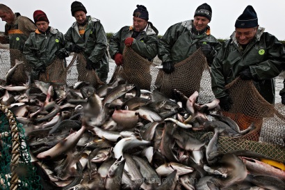 Ấn Độ: Xuất khẩu thủy sản năm 2017 dự kiến tăng 12% 