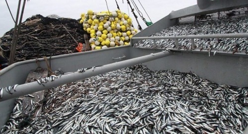 Giá bột cá tăng khi nhu cầu của Trung Quốc hồi phục