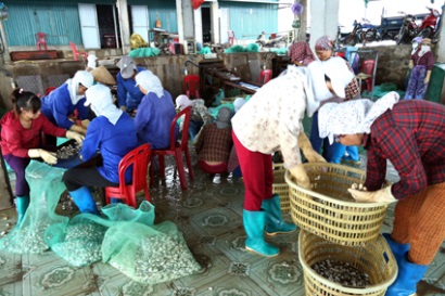 Nuôi trồng thủy sản ở Kim Sơn (Ninh Bình): Một năm thắng lớn