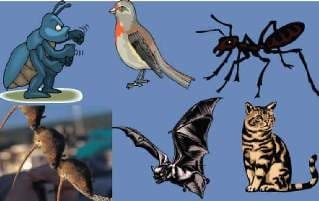 Mời tham dự khóa đào tạo “Kiểm soát hiệu quả động vật gây hại trong NMCB thủy sản và thực phẩm”