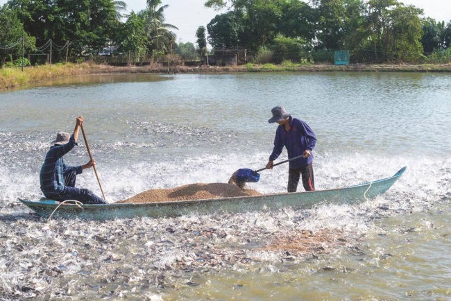 An Giang: Ngành hàng cá tra đã khởi sắc trở lại