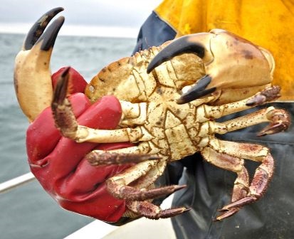 Anh: Ngành cua nâu bị ảnh hưởng do coronavirus