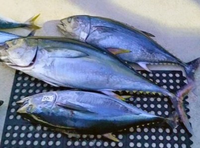 Cam kết của Walmart năm 2025 về cá ngừ phụ thuộc vào 