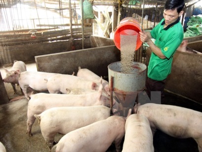 Nhập khẩu thức ăn gia súc và nguyên liệu tăng mạnh, đạt hơn 1,5 tỷ USD