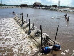 Hải Phòng: Sản lượng thủy sản có giá trị cao giảm 