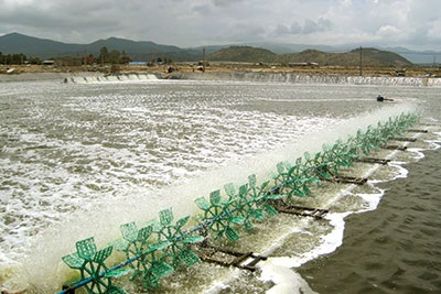 Phát triển nông nghiệp công nghệ cao cần cú hích chính sách