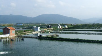 Phú Yên đặt mục tiêu 100 triệu USD cho tôm nước lợ