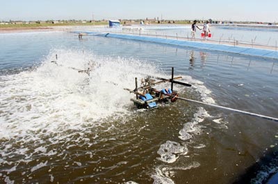 Cà Mau: Kim ngạch xuất khẩu tăng