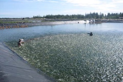 Tuy An (Phú Yên): Khuyến cáo không thả tôm nuôi vụ 3