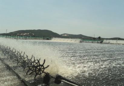 Phú Yên: Mô hình tổ hợp tác nuôi tôm thẻ chân trắng đạt hiệu quả kinh tế cao