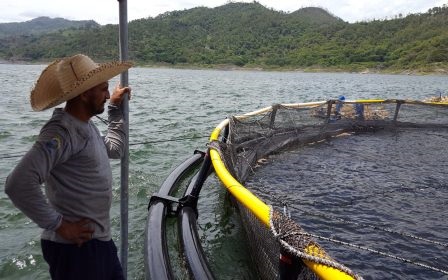 GOAL: Chứng nhận "Không kháng sinh" cho thủy sản có khả năng sớm được đưa ra 