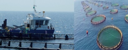 Ả-rập Xê-út thu hút các nhà đầu tư nước ngoài nhằm phát triển nuôi trồng thủy sản