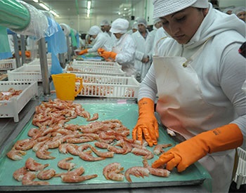 Argentina: Xuất khẩu tôm tăng
