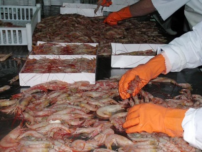 Argentina: Sản lượng khai thác tôm đông lạnh trên bờ tăng