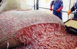 Argentina: Sản lượng khai thác tôm giảm