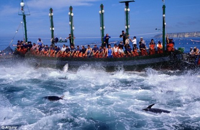 Sản lượng cá ngừ toàn cầu thay đổi do trái đất nóng lên