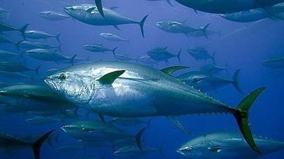 ISSF ra mắt công cụ trực tuyến để đánh giá trữ lượng cá ngừ