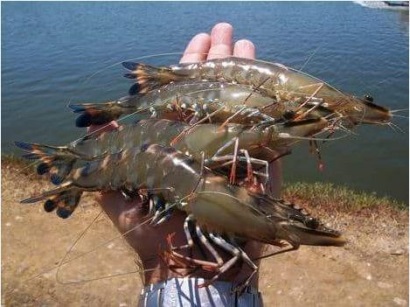 Ấn Độ: Sản lượng tôm sú tăng trở lại 