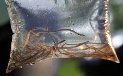 Nhật Bản: Sản lượng cá chình giống thấp nhất lịch sử