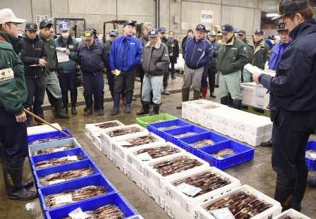 Nhật Bản: Sản lượng mực khai thác tăng ở vùng Đông Bắc