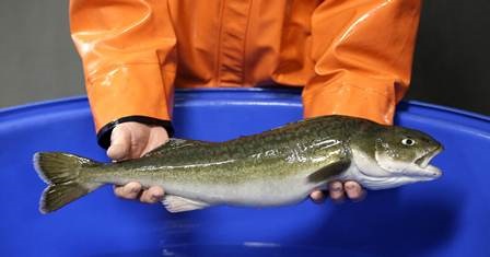 Xuất khẩu cá tuyết đen (sablefish) đông lạnh của Mỹ từ năm 2017-2019