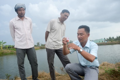 Sóc Trăng: Mỹ Xuyên vào vụ nuôi tôm nước lợ