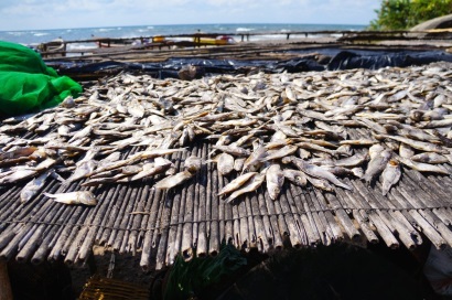 Bangladesh: Sản lượng cá vượt mục tiêu ở Bogra