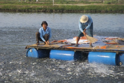 Bến Tre: Diện tích nuôi cá tra theo quy trình sản xuất tốt chiếm 29%