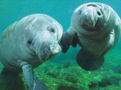 Hướng dẫn tuân thủ: Các quy định nhập khẩu của Đạo luật bảo vệ động vật có vú dưới biển (tiếp)